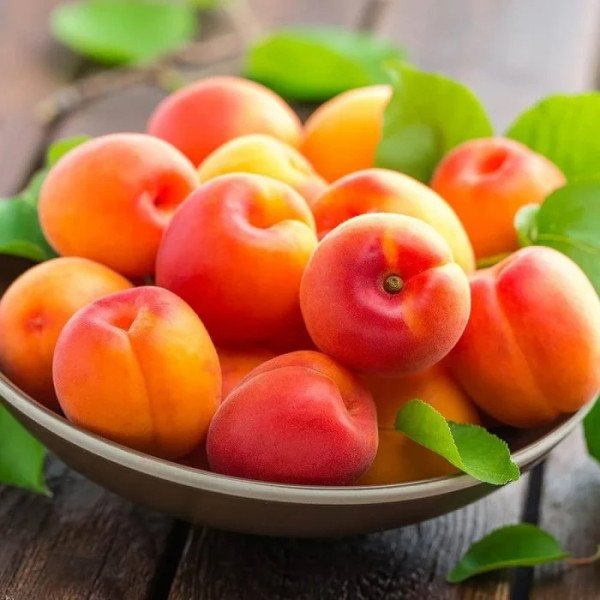 APRICOT