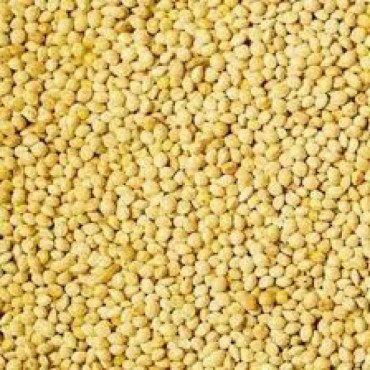 FOXTAIL MILLET FOXTAIL MILLET...