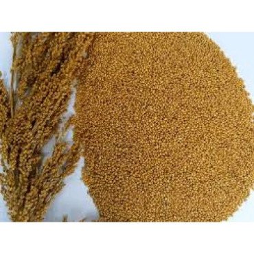 LITTLE MILLET LITTLE MILLET...